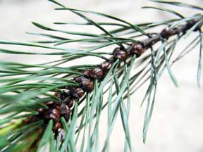 scale pine tortoise branch spruce bud crawlers msu scales scots scouting ladybird beetles start managing conifers soft emerge soon should
